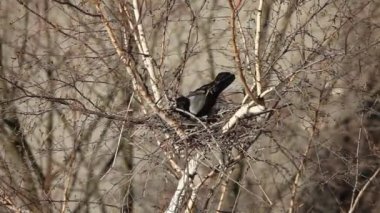 Dal bir yuva kurmak için raven