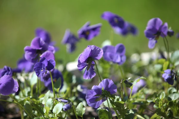 Blue pansy flowers macro shot — Stock Photo, Image