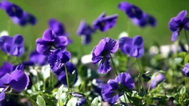 Mavi homo çiçekler makro çekim