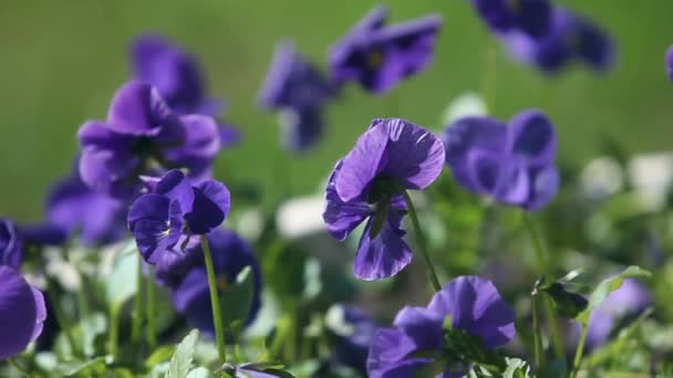 Viooltje bloemen macro-opname uitzoomen — Stockvideo