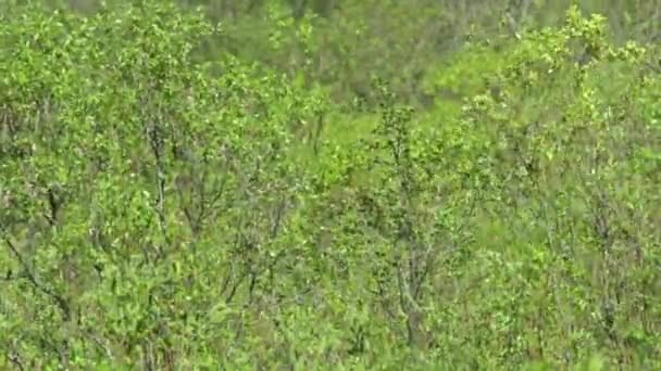 Bosques verdes — Vídeos de Stock