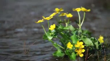 kadife çiçeği campanula'lar yakın