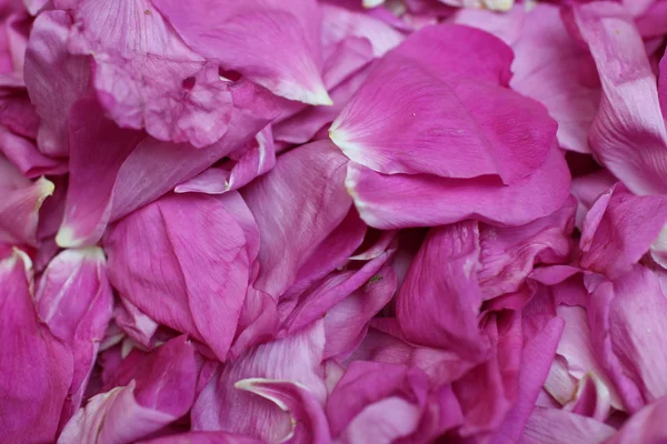 Cacho pétalas vermelho rosa — Fotografia de Stock