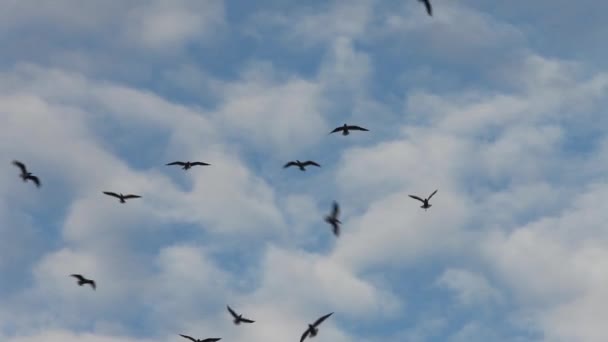 Fåglar flyger högt i den blå himlen — Stockvideo