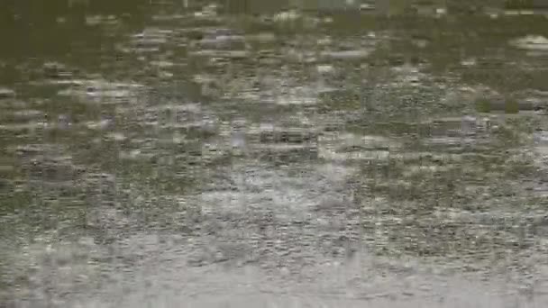 Fundo chuva verde — Vídeo de Stock