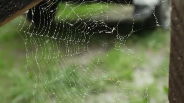 Spinnenweb scheuren van de wind — Stockvideo