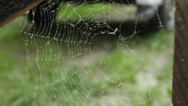 Teia de aranha rasgando o vento — Vídeo de Stock