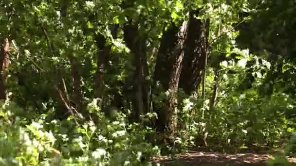 Matorrales bosque verde — Vídeo de stock