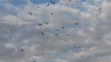 Yüksekten uçuyor gökyüzünde birçok kuş