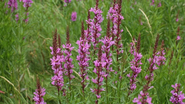 Bloem paars huilebalk gras — Stockfoto