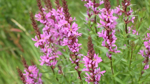 Flor roxo grama chorão — Fotografia de Stock