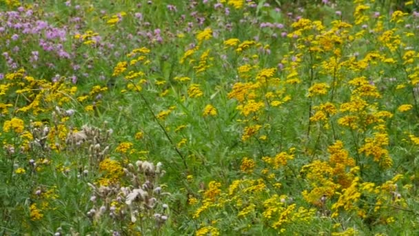 Florecientes Hierbas Medicinales Panorama Del Prado Verde — Vídeo de stock