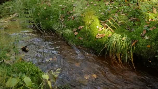 Forest Stream Murmurs Autumn Fallen Leaves Sound — Stock Video