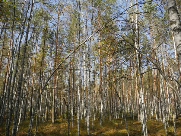 Bosque Abedul Otoño Con Árboles Extrañamente Doblados —  Fotos de Stock