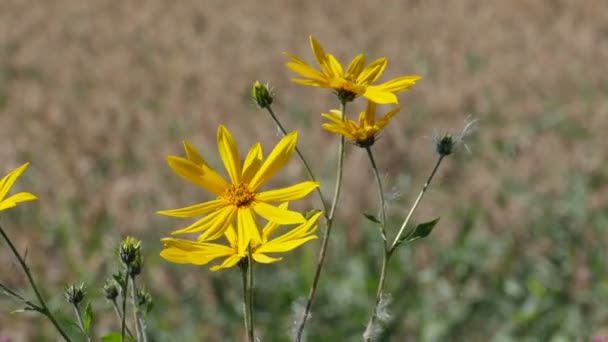 Brillante Amarillo Jerusalén Alcachofa Flores Balanceo Viento Primer Plano — Vídeos de Stock