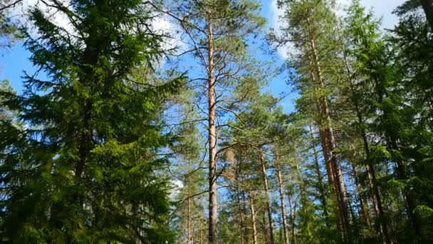 Krásné Letní Lesní Krajina Panorama Shora Dolů — Stock video