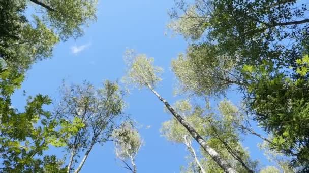 Abedules Altos Cielo Azul Giran Por Encima — Vídeos de Stock