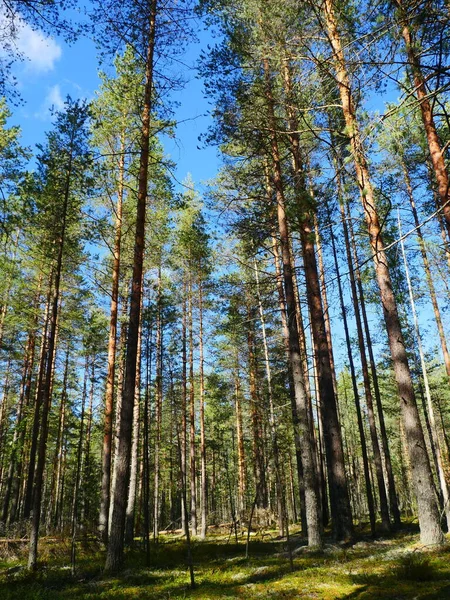 Höga Tallar Belysta Sommarsol Vacker Skog Landskap Låg Vinkel Utsikt — Stockfoto