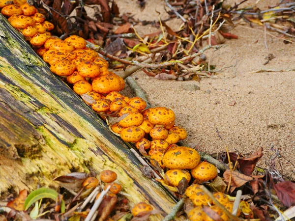 秋の切り株に黄色の蜂蜜菌 — ストック写真