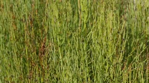 Marsh Horsetail Close Câmera Moitas Verdes Movimento — Vídeo de Stock