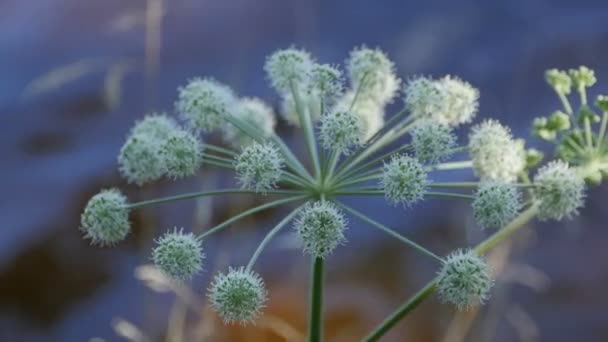 Inflorescencia Angélica Flores Cerca Planta Medicinal Utilizada Medicina — Vídeos de Stock