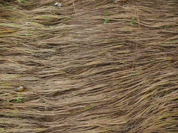 Grama Seca Fundo Penteado Abstrato — Fotografia de Stock