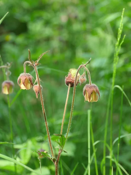 Wild Flowers Geum Rivale Long Curved Stems Close Medicinal Plant — Stock Photo, Image