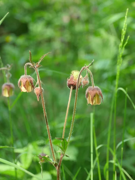 Flores Silvestres Geum Rivale Hastes Curvas Longas Close Planta Medicinal — Fotografia de Stock