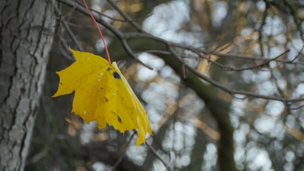 Gri Bir Sonbahar Ormanında Sarı Akçaağaç Yaprağı — Stok video