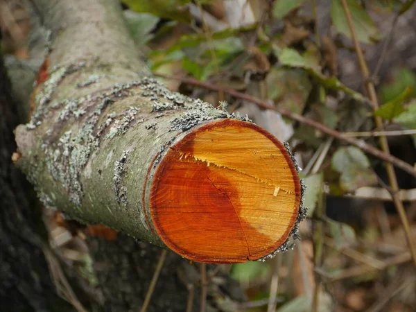 Cut alder tree with red annual ring close-up