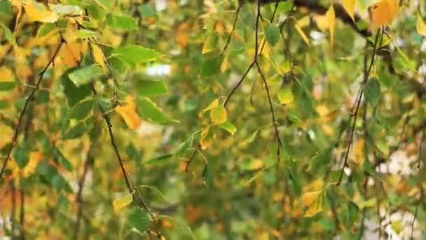 Υγρό Κίτρινο Πράσινο Φύλλα Φόντο Φθινόπωρο — Αρχείο Βίντεο
