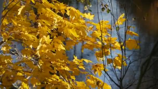 Sarı Akçaağaç Yaprakları Rüzgarlı Sonbahar Arka Planında Yavaş Çekimde — Stok video