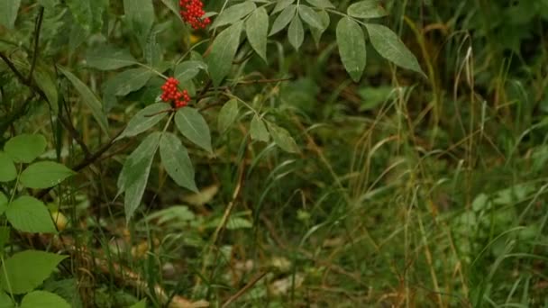 Červené Bobule Divokého Viburnum Panorama Zdola Nahoru — Stock video