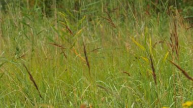Yeşil çayır manzarası, yemyeşil bitki örtüsü yakın plan düşük açı görünümü
