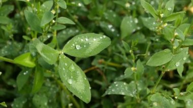 Büyük yağmur damlaları ya da sabah çiğ damlaları yakın çekim yeşil yapraklar üzerinde