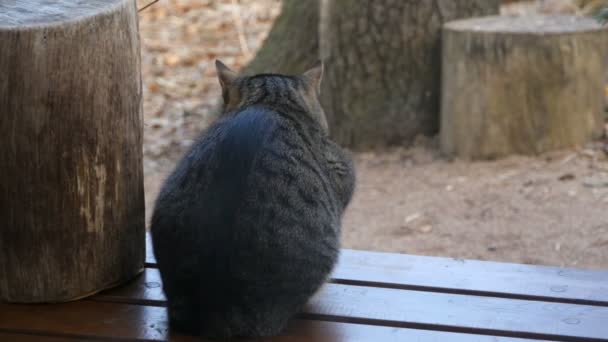 Terasta Oturan Büyük Tekir Kedi — Stok video