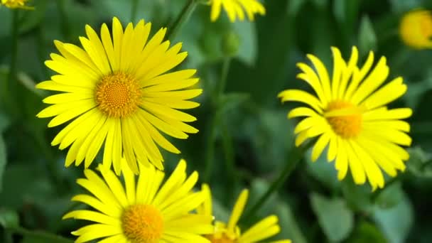 Große Gelbe Blüten Blühendes Doronicum Aus Nächster Nähe — Stockvideo