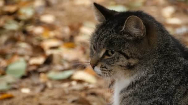 Head Gray Tabby Cat White Chest Yawns Close — Stock Video