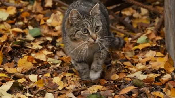Tabby Gray Kitten Yellow Leaves Close — Stock Video