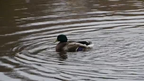 Drake Badvatten Strömmar Med Fjädrar Som Vatten Från Anka Slow — Stockvideo