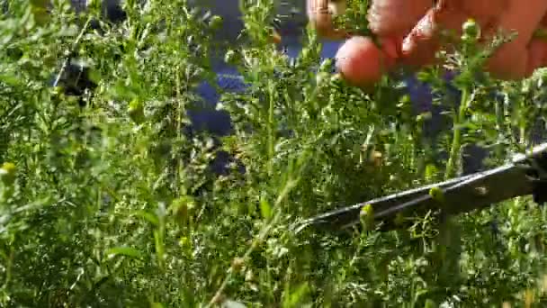 Skörd Medicinska Örter Man Skär Blommor Kamomill Doftande Närbild — Stockvideo