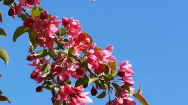 Elma ağacının büyük kırmızı çiçeklerle kaplı dalı, takip çekimi, yakın plan.