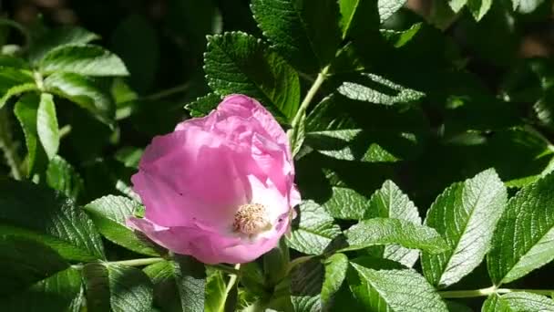 Nagy Szirmok Virágzó Rózsa Csípő Lengő Szél Közelkép — Stock videók