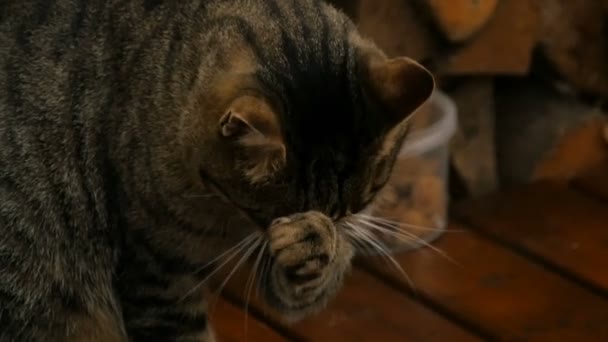 Besar Kucing Tabby Dengan Kumis Putih Mencuci Moncong Nya Close — Stok Video