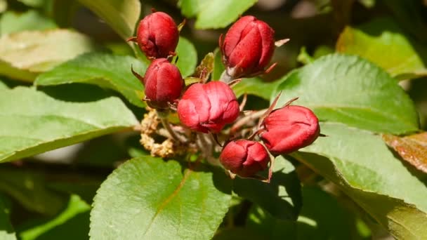 Röda Blomknoppar Äppelträd Grenar Zooma — Stockvideo