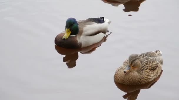 Stockente Und Erpel Schwimmen Wasser Ein Vogelpaar Aus Nächster Nähe — Stockvideo