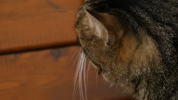 Focinho Tabby Gato Cinza Close Vira Cabeça Abre Olhos — Vídeo de Stock