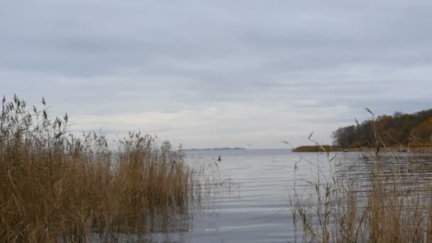 Pesca Lago Otoño Entre Cañas Secas Hermoso Paisaje — Vídeos de Stock
