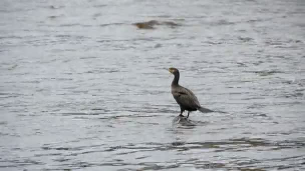 Grand Cormoran Noir Parmi Les Vagues Mer — Video