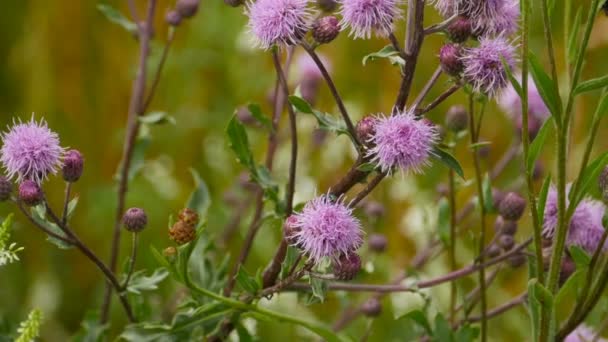 Cirsium Vulgare Virág Közelkép Panoráma Gyógynövény — Stock videók